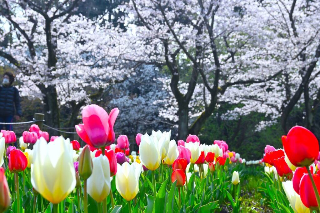 ふれあいの森