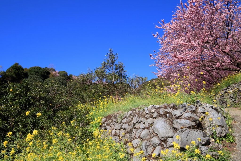 桑田山雪割桜