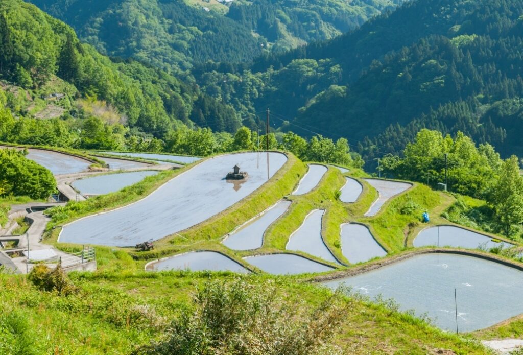 八畝の棚田
