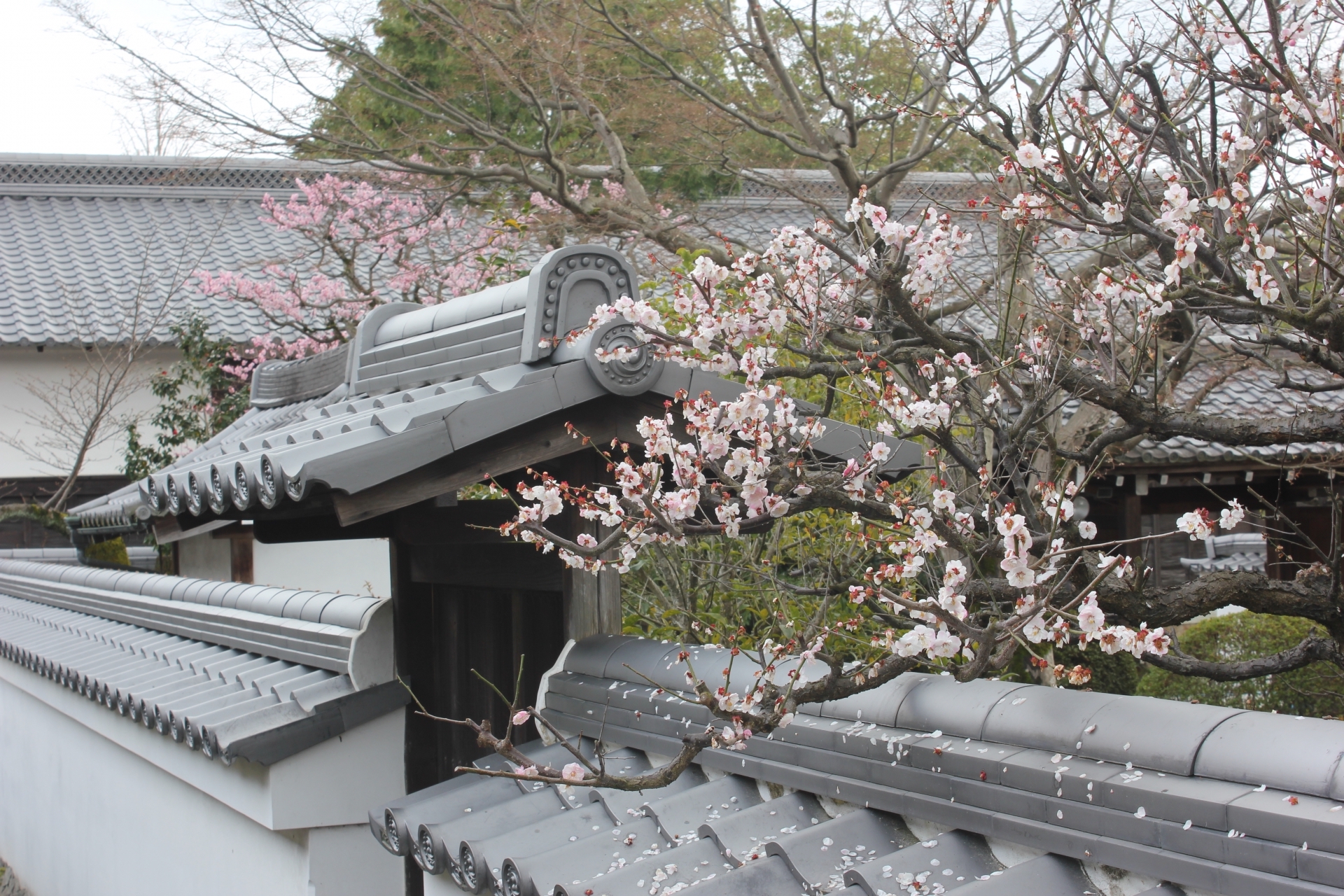 随心院