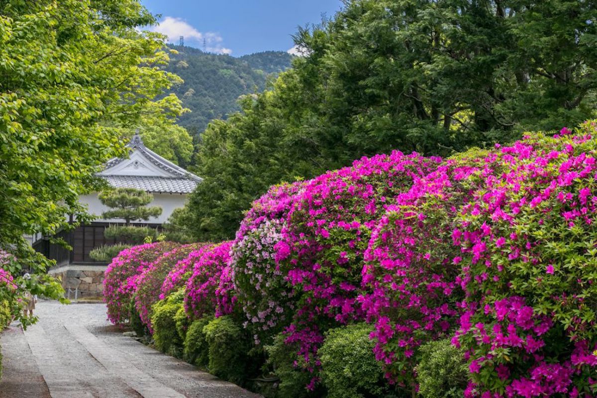 随心院