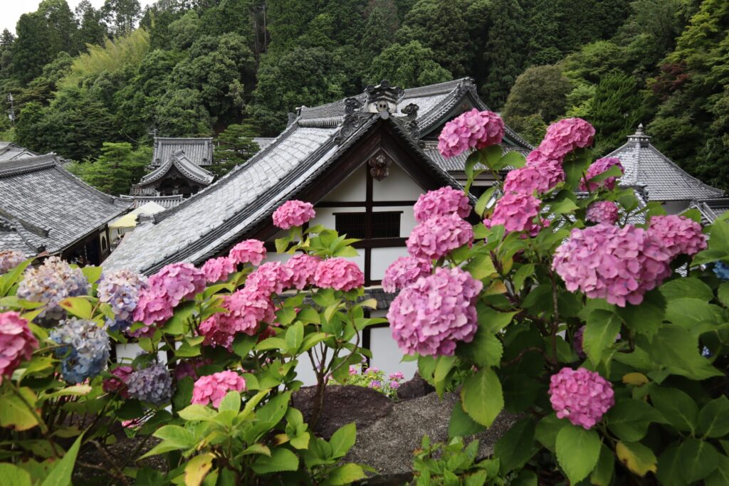 柳谷観音 楊谷寺