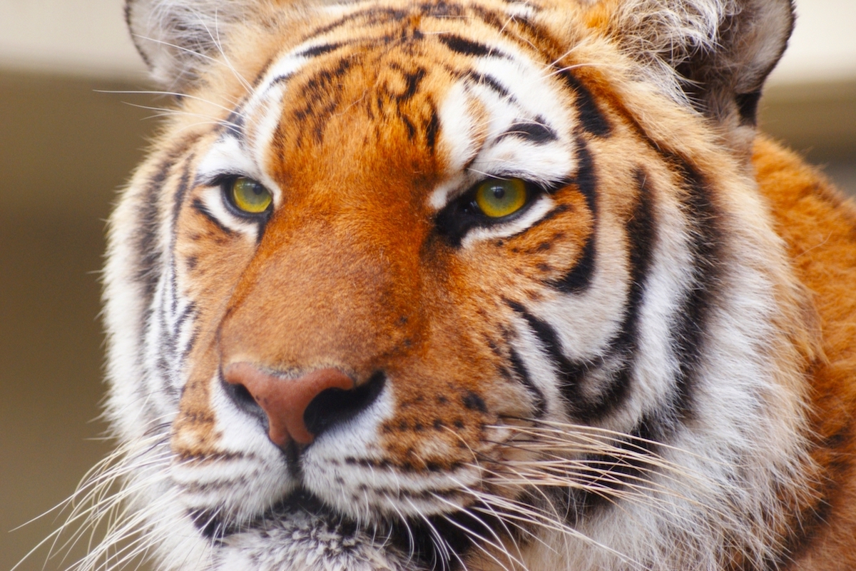 京都市動物園