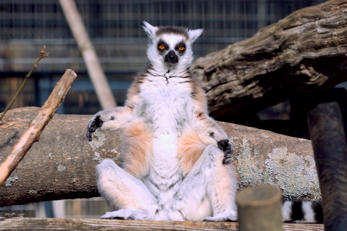 京都市動物園