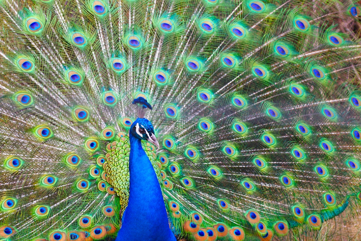 京都市動物園