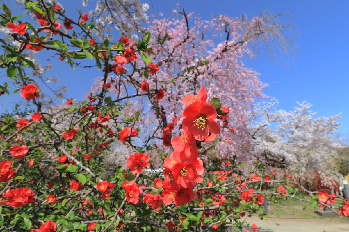 京都府立植物園