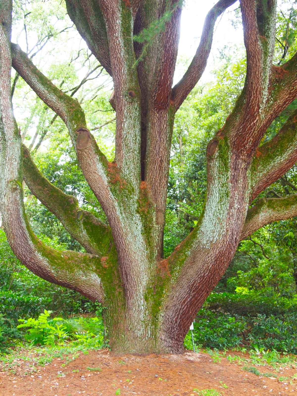 京都府立植物園