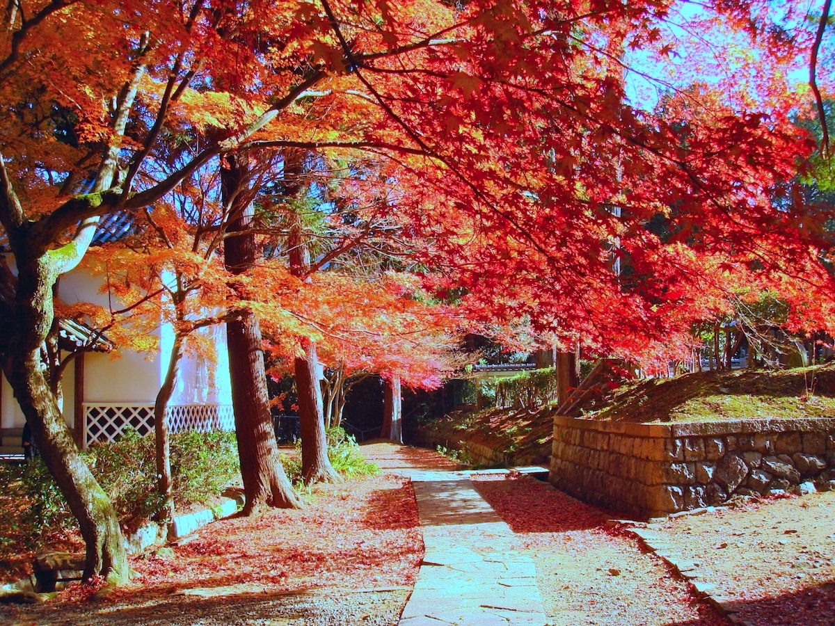 金戒光明寺