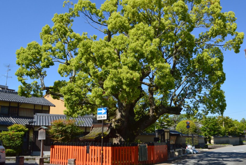 上賀茂伝統的建造物群保存地区