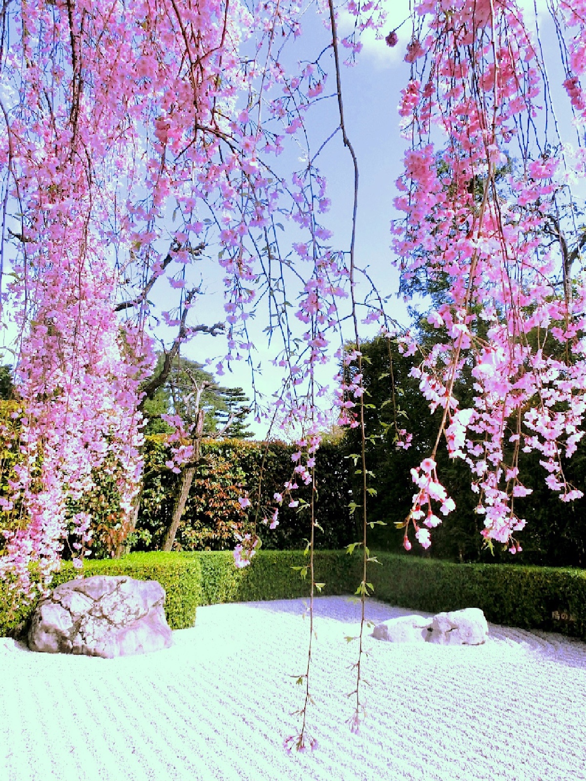 退蔵院・枝垂桜