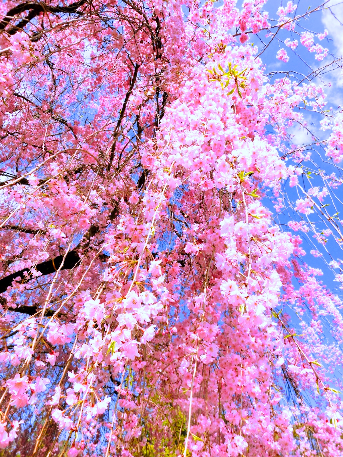 退蔵院・枝垂桜