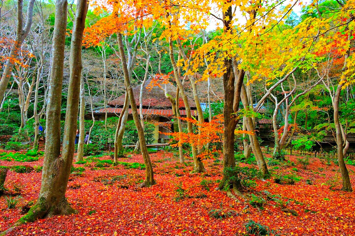 祇王寺