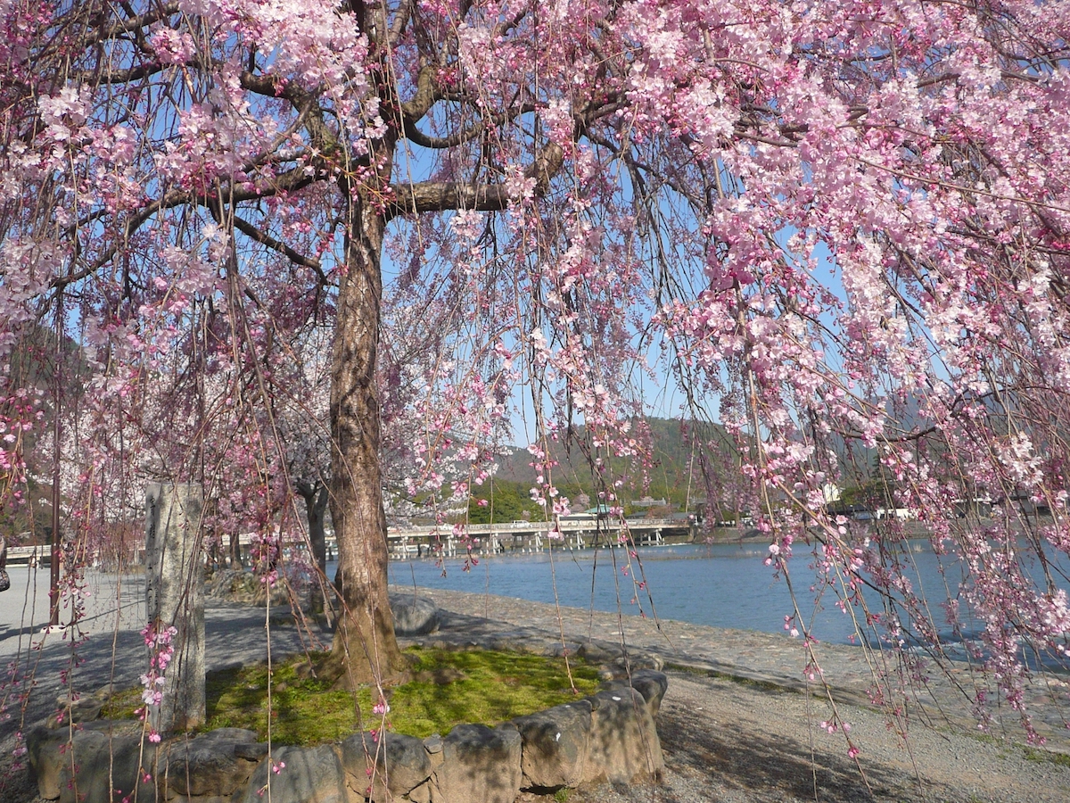 嵐山・桜