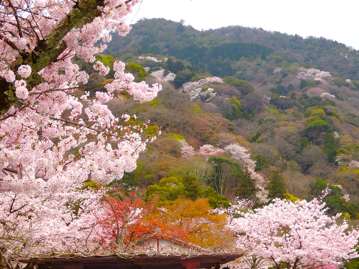嵐山・桜