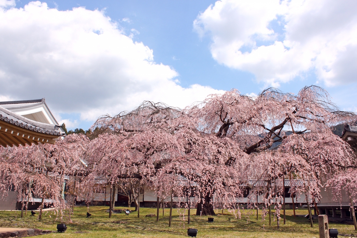 醍醐寺三宝院