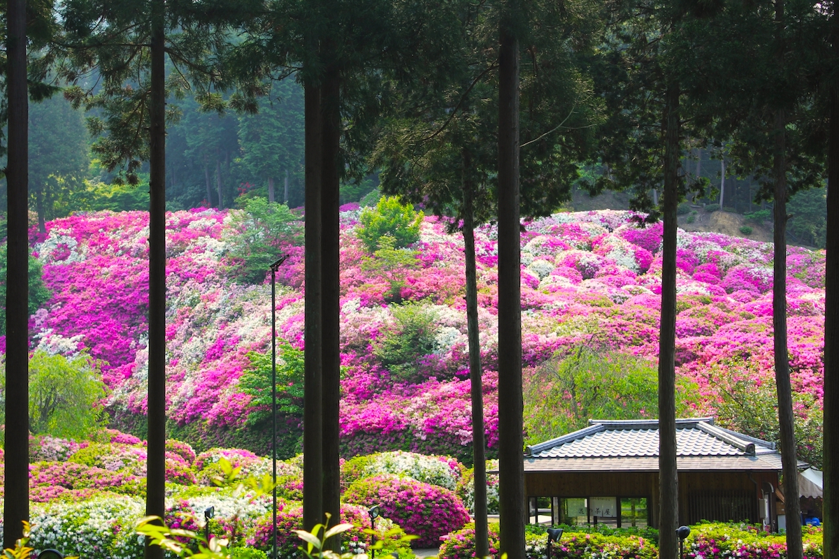 三室戸寺