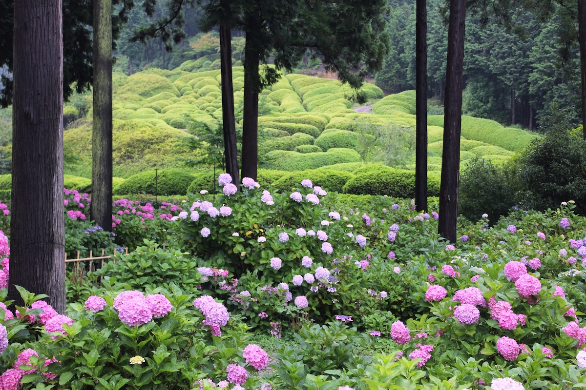 三室戸寺