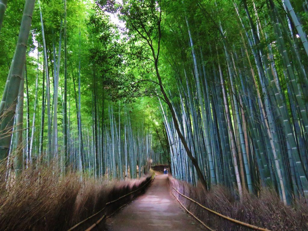 竹林の小径