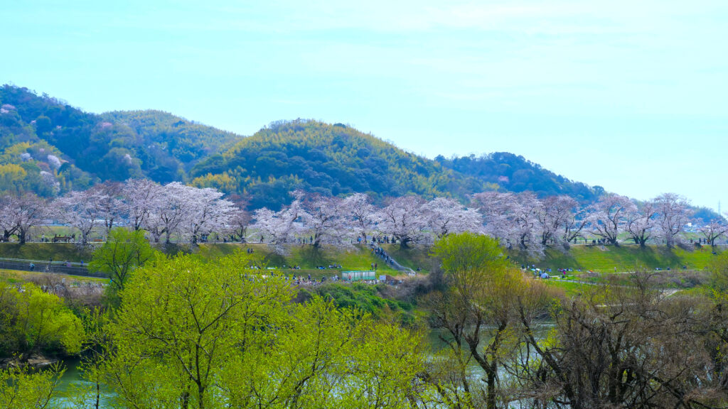 背割堤