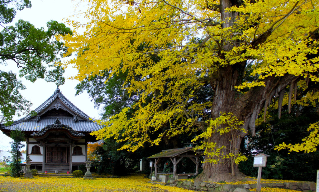 丹波国分寺跡