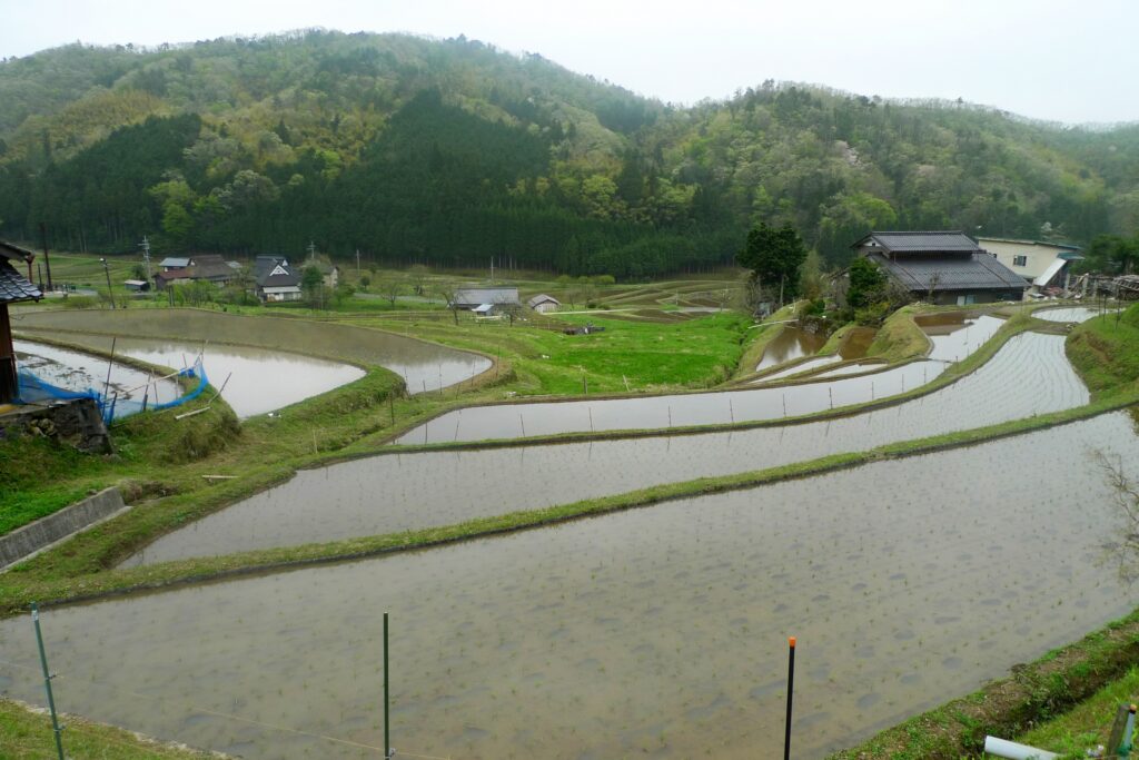 毛原の棚田