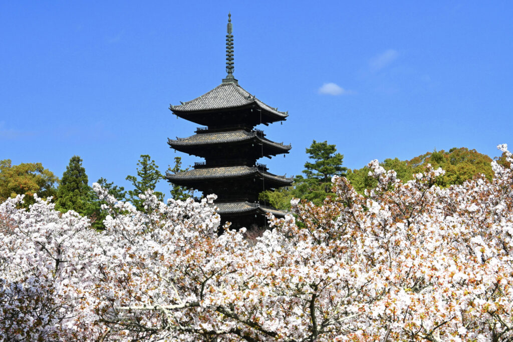 仁和寺・五重塔