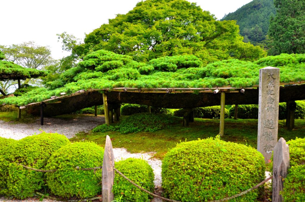 善峯寺・遊龍の松