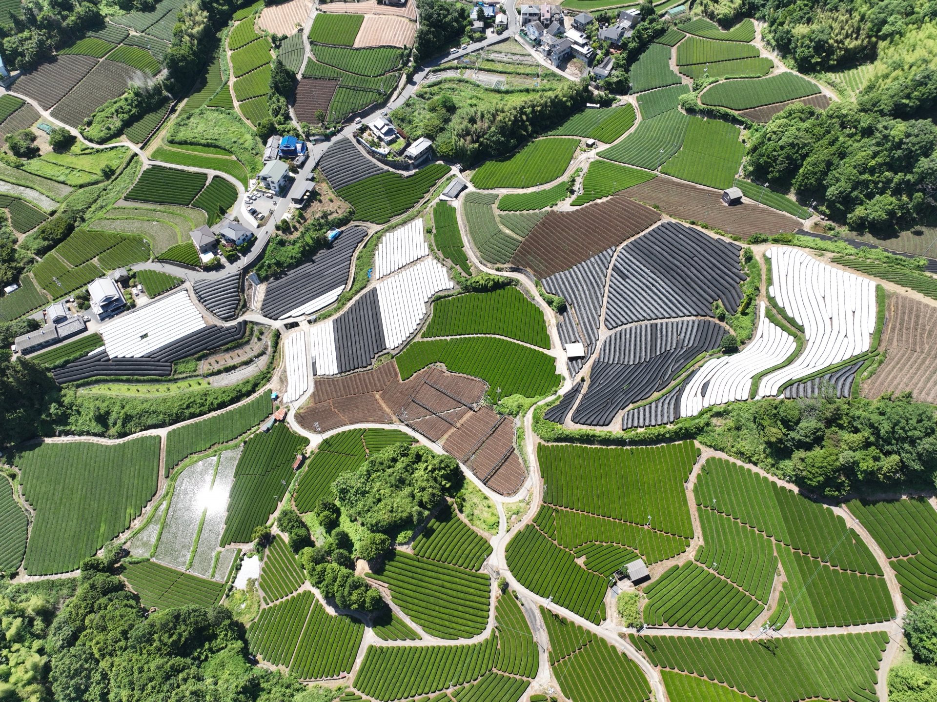 石寺の茶畑