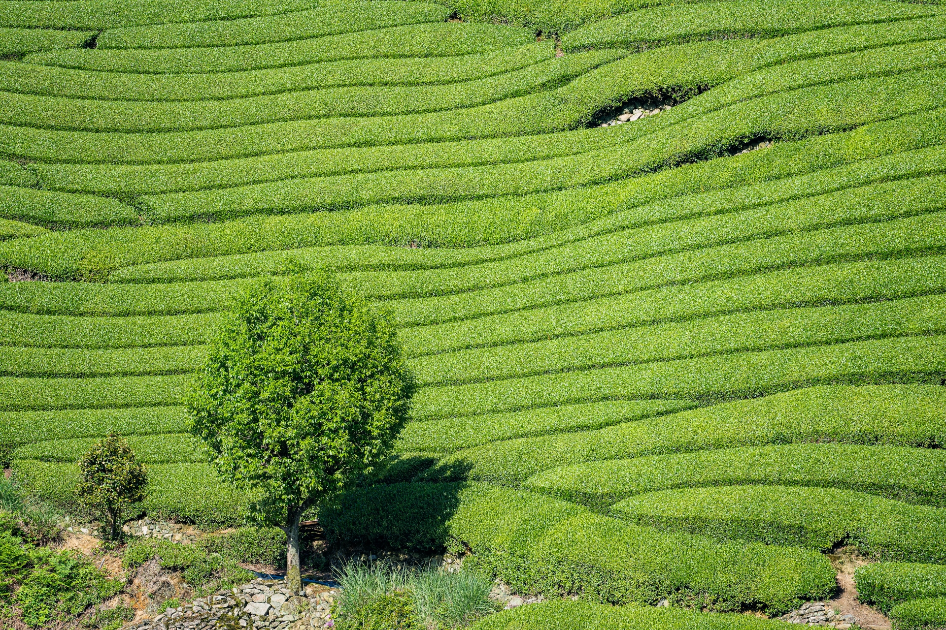 石寺の茶畑