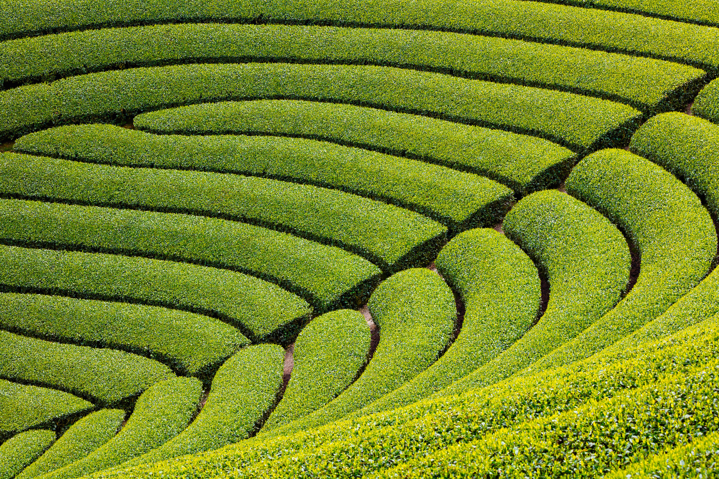 原山の茶畑（円形茶畑）