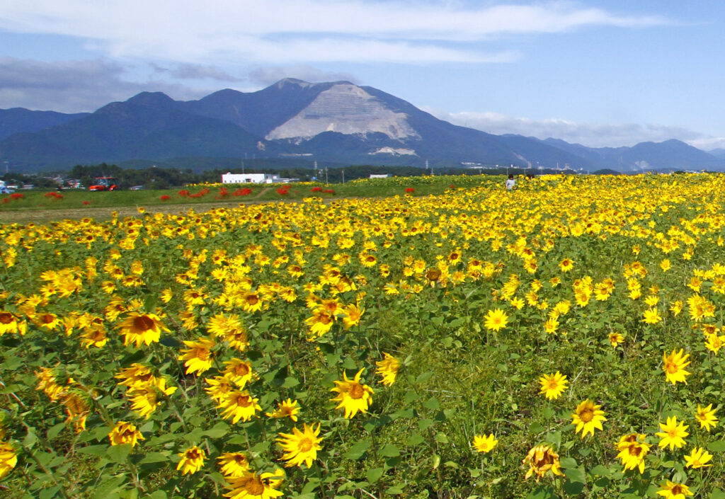 藤原岳
