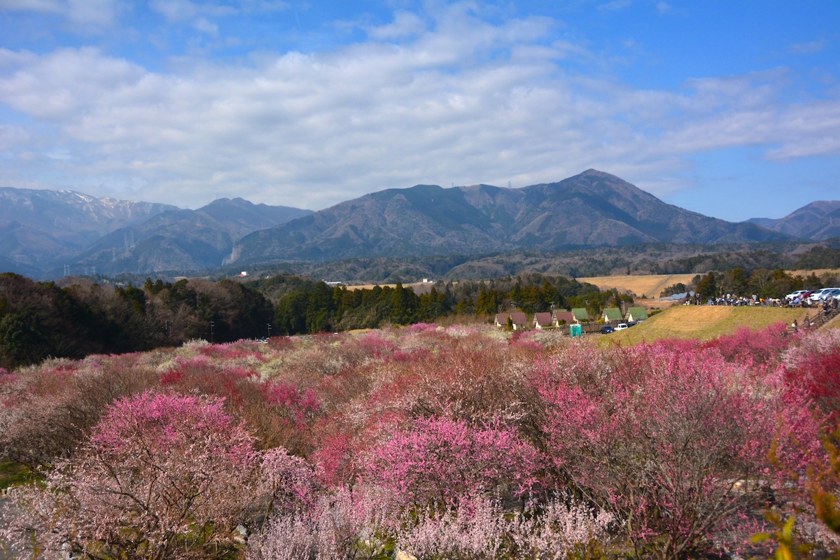 いなべ市梅林公園