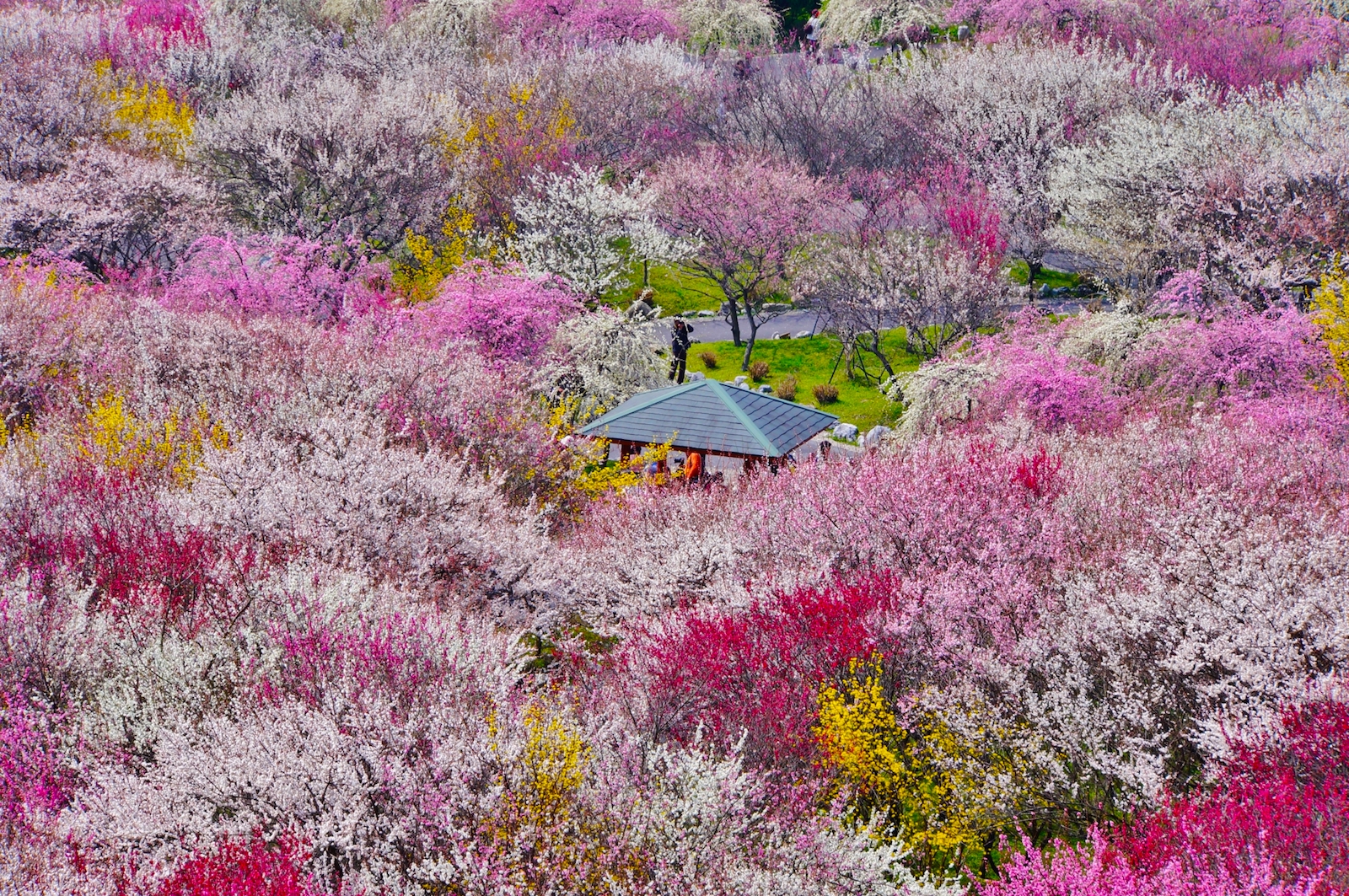 いなべ市梅林公園