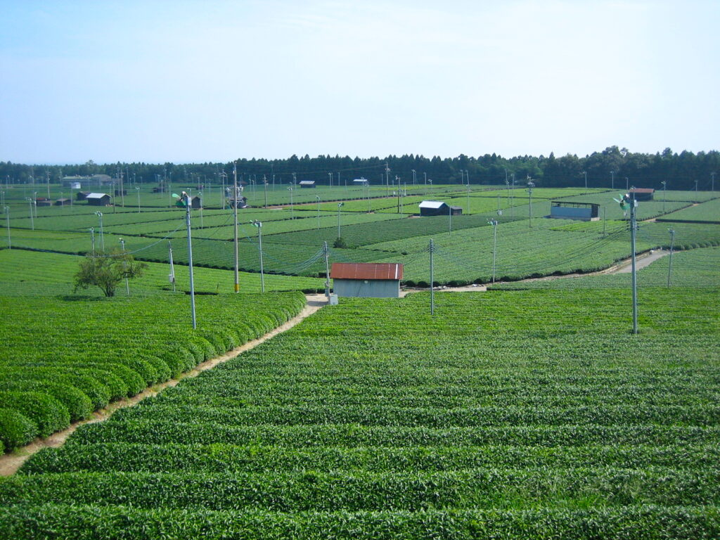 菰野茶