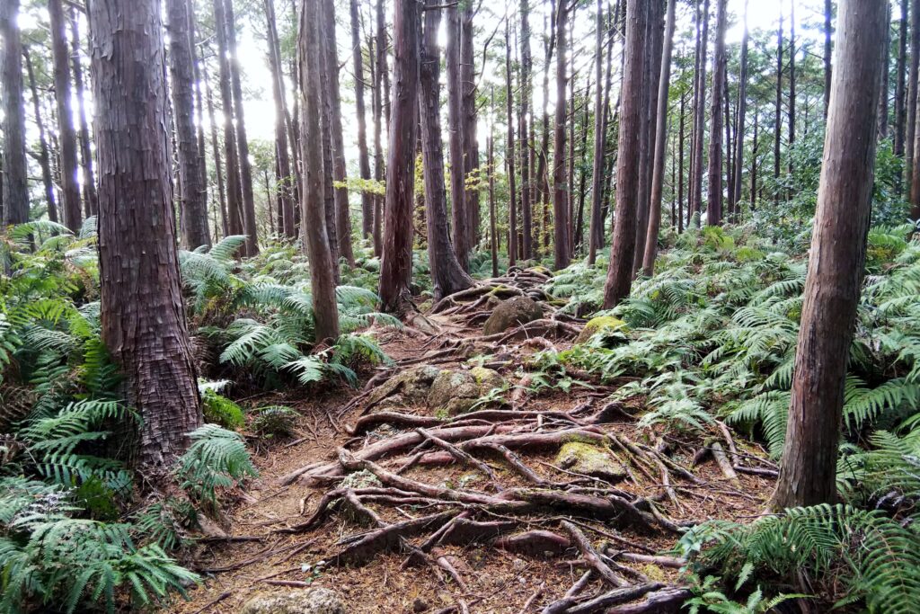 熊野古道伊勢路 曽根次郎坂・太郎坂