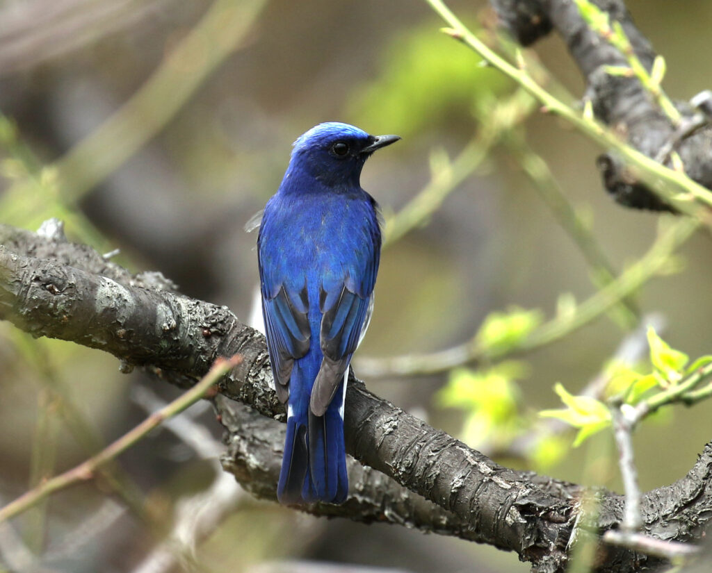 御池野鳥の森