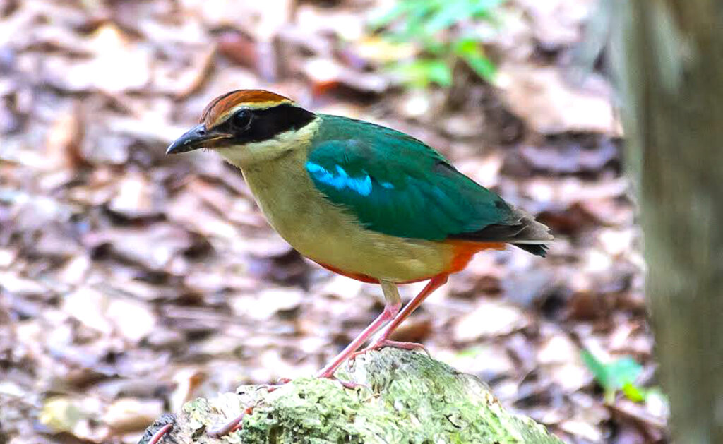 御池野鳥の森