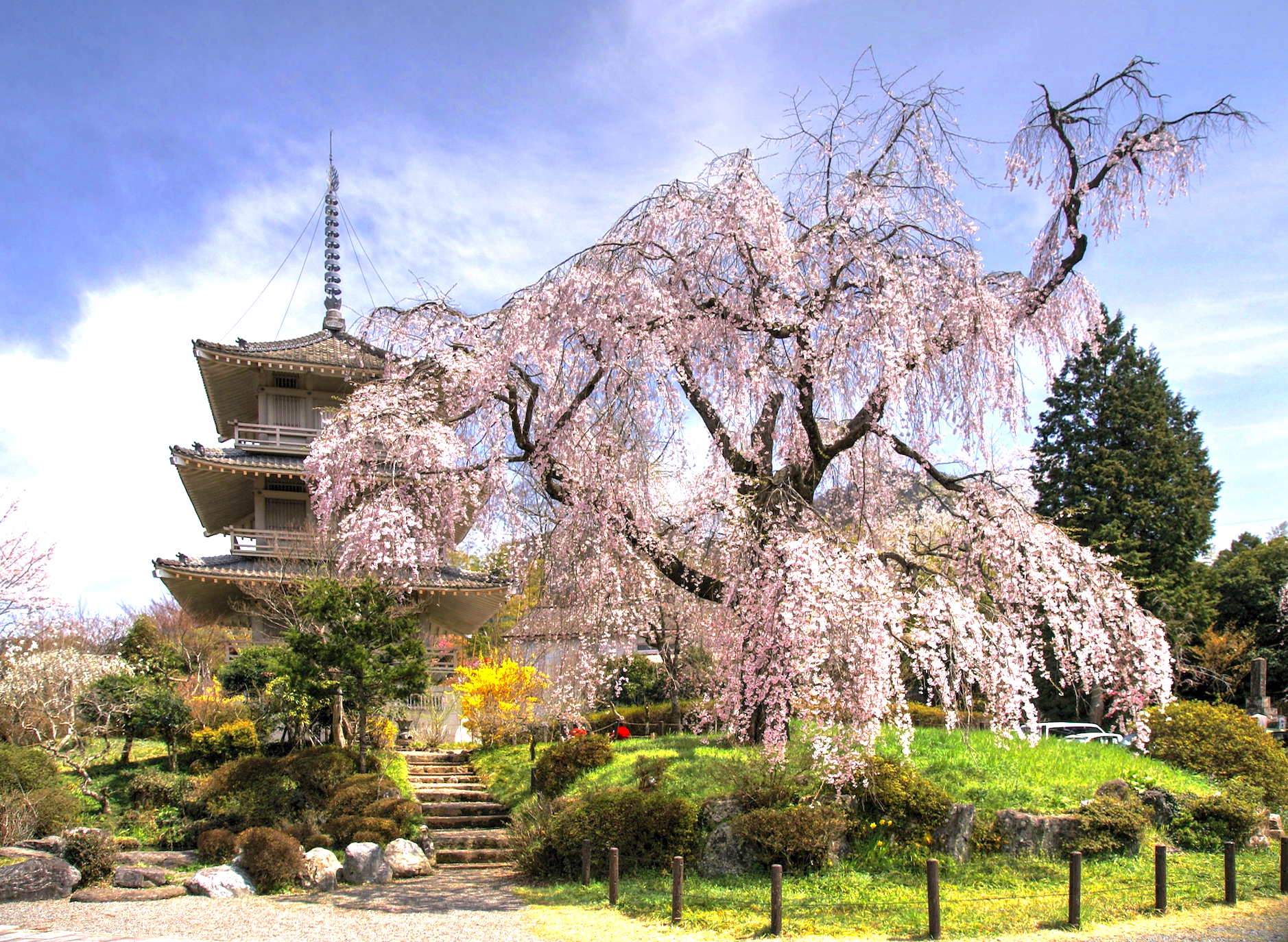 浄専寺の枝垂桜