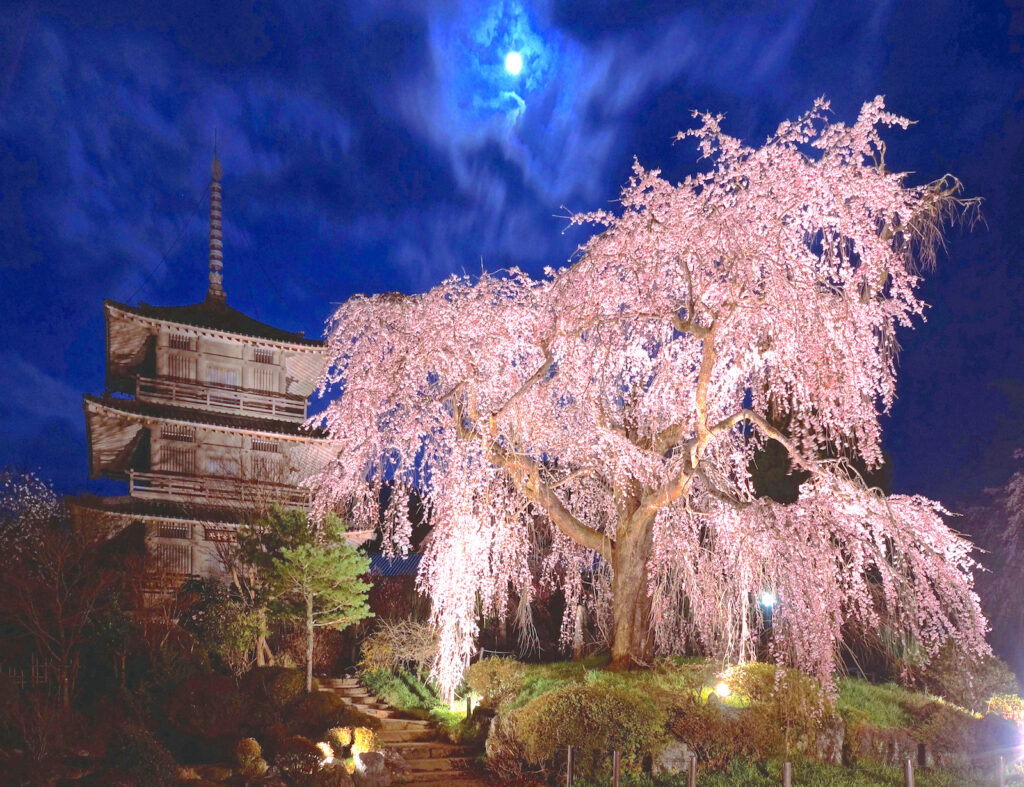 浄専寺の枝垂桜