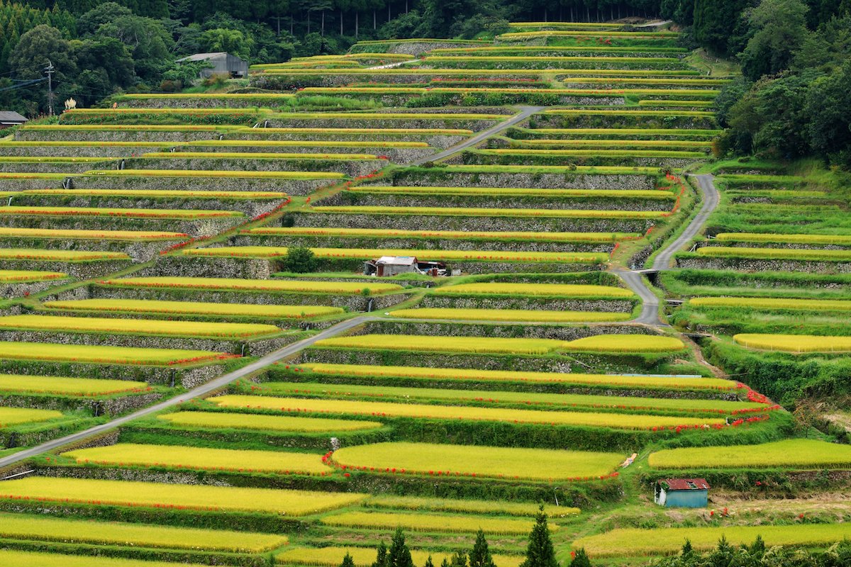 坂元の棚田