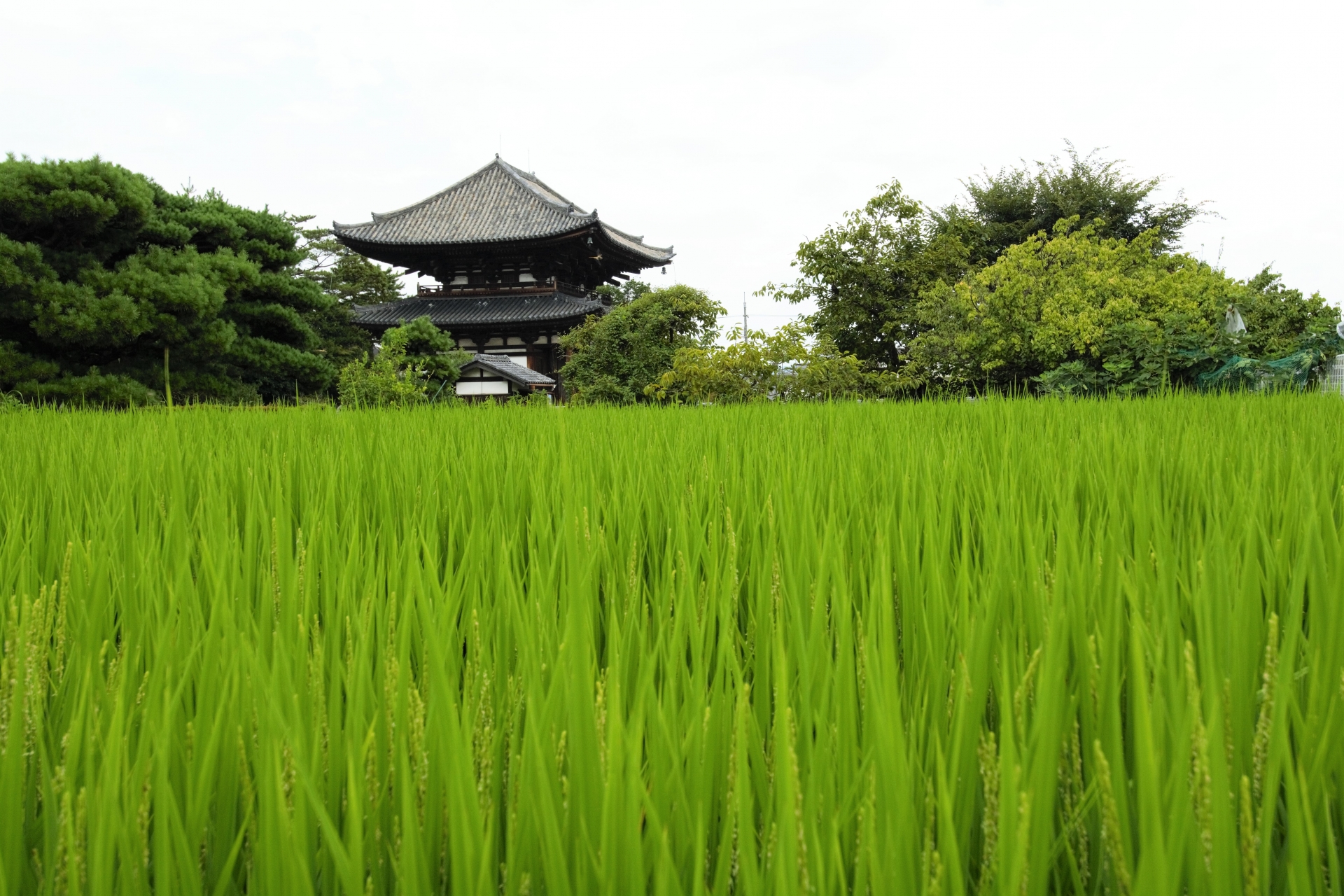喜光寺（試みの大仏殿・行基入寂の寺）