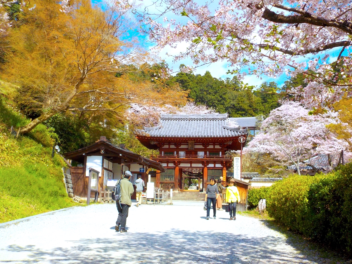 岡寺