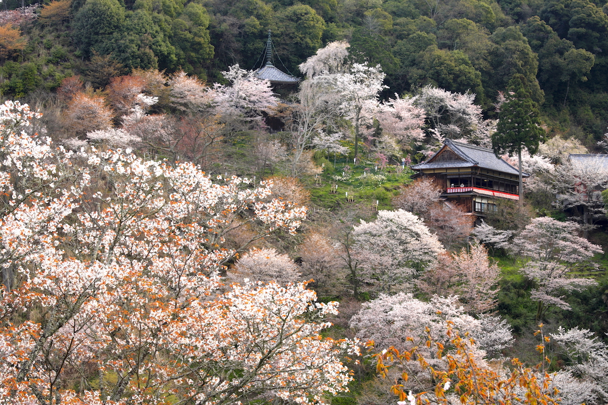 吉野山・中千本