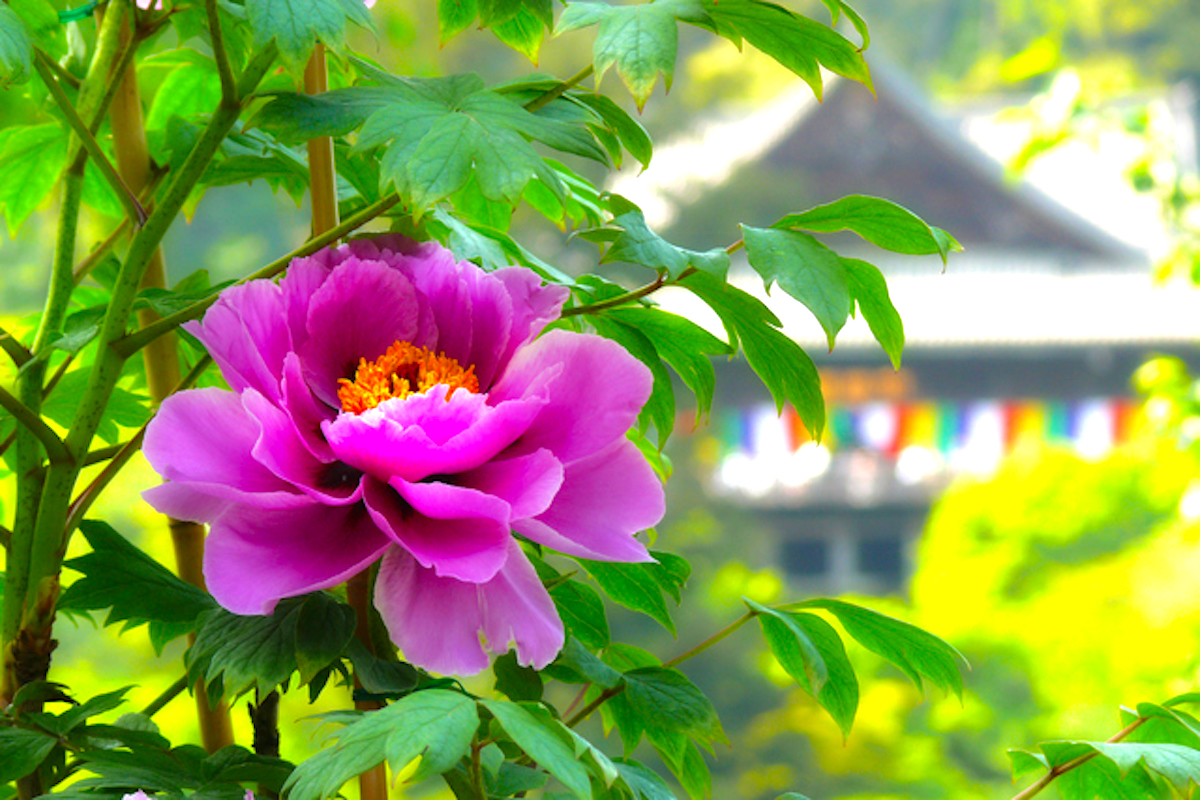 長谷寺