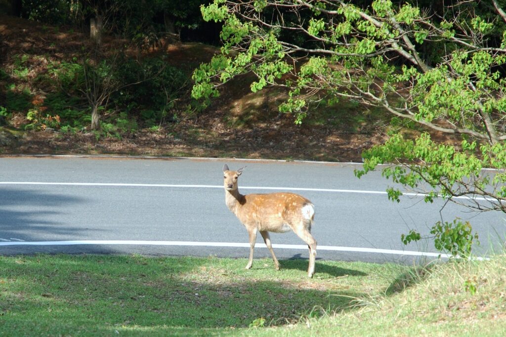 奈良奥山ドライブウェイ