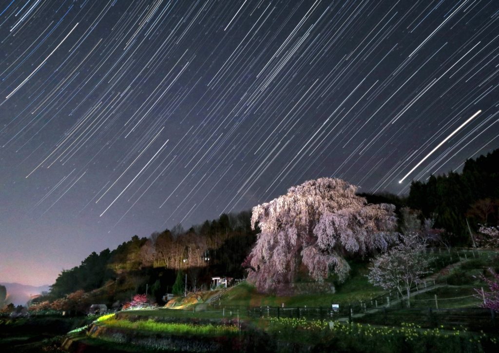 又兵衛桜