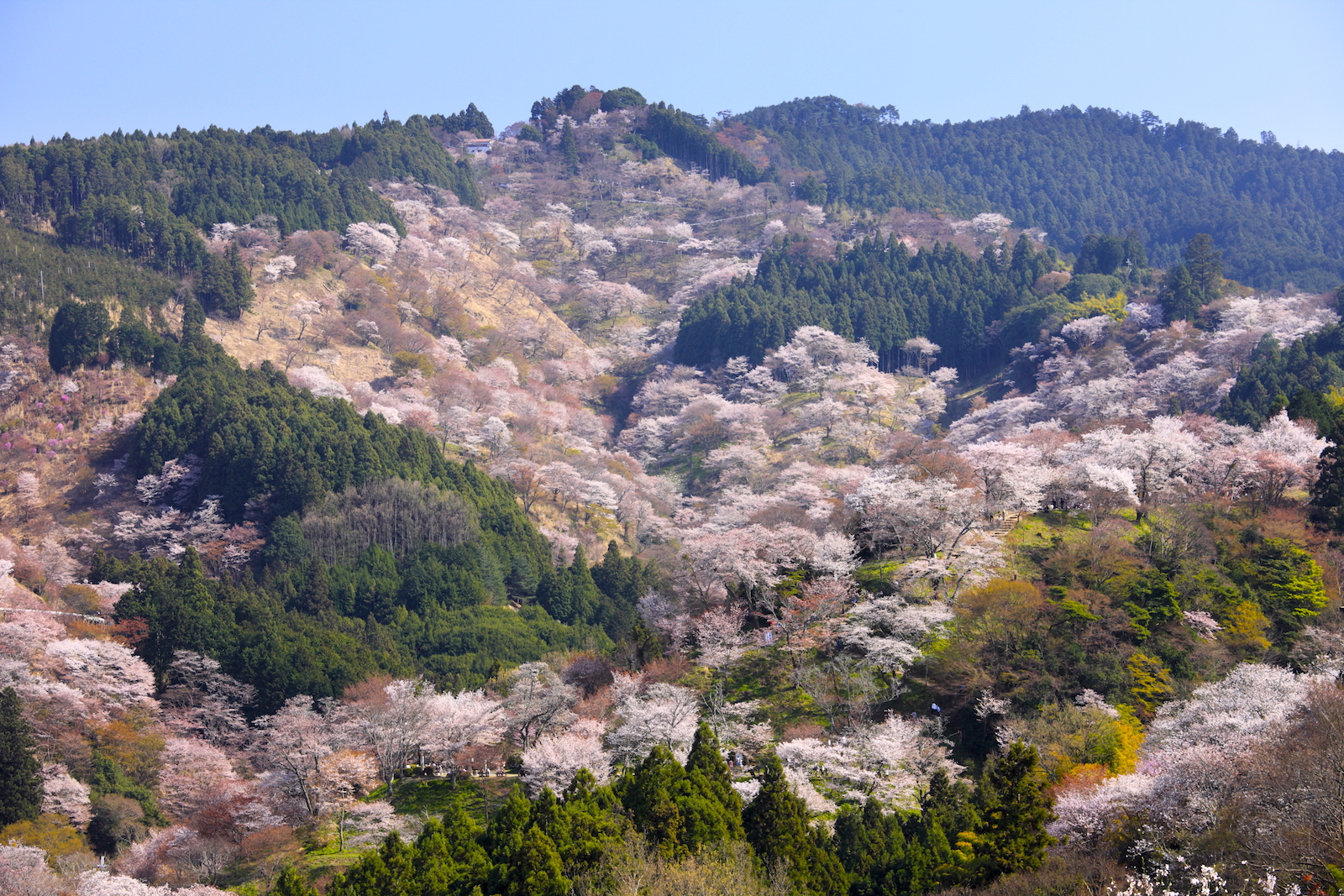 吉水神社・一目千本の桜