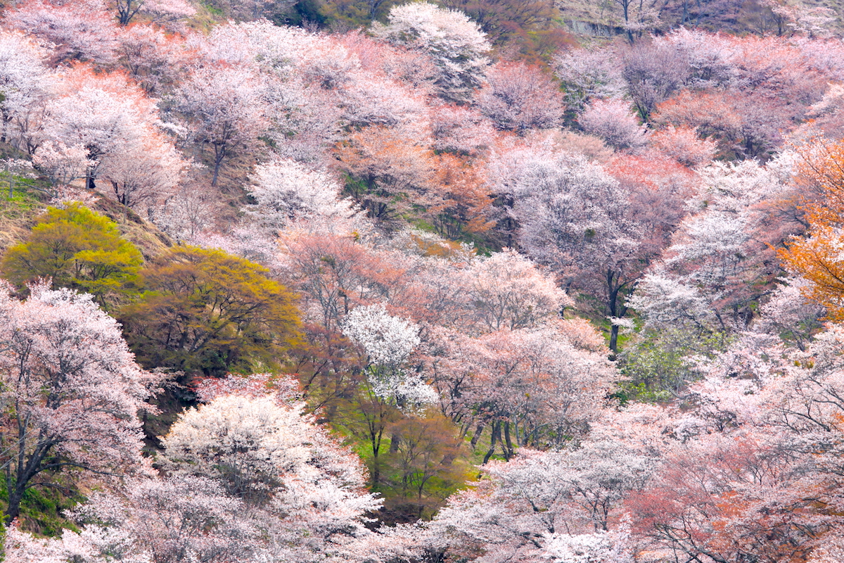 吉水神社・一目千本の桜