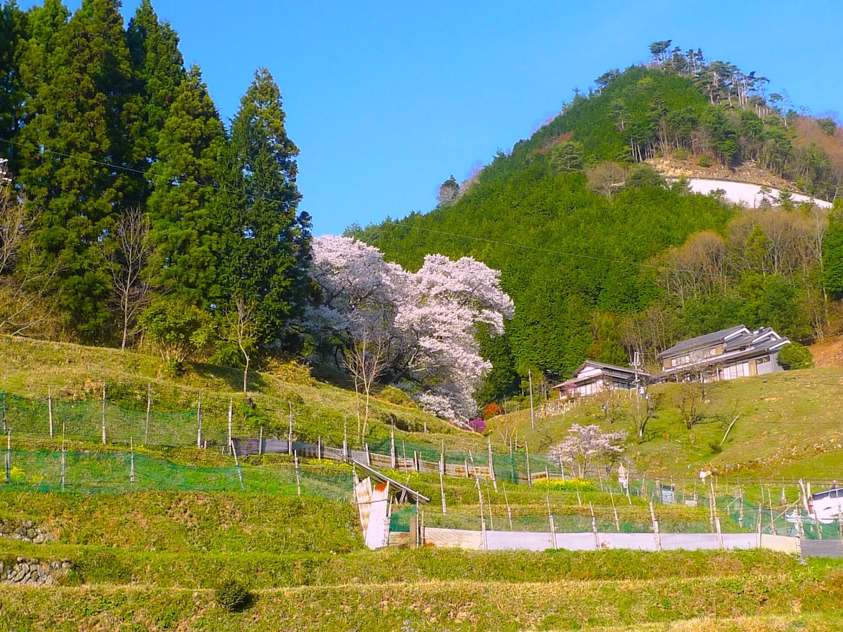 佛隆寺の千年桜