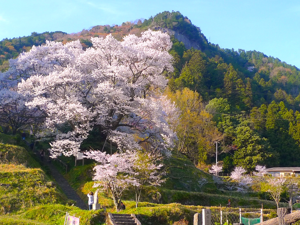 佛隆寺の千年桜